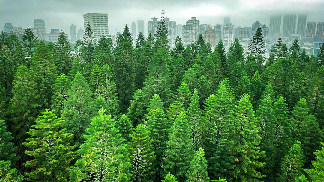 Photo Healthy forest