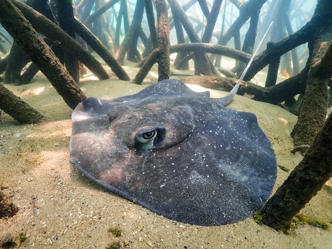 Photo Underwater Forest