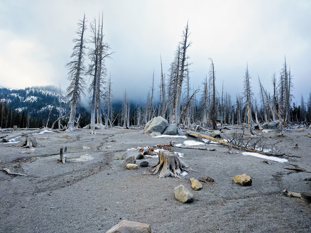 Photo Devastated landscape