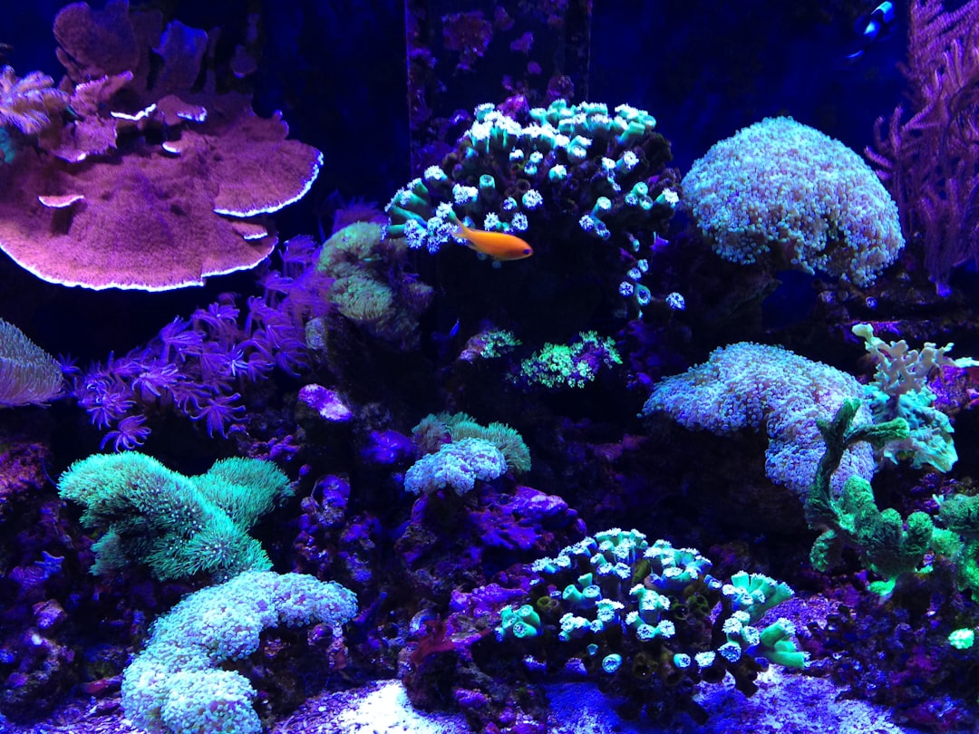 Photo Healthy coral reef