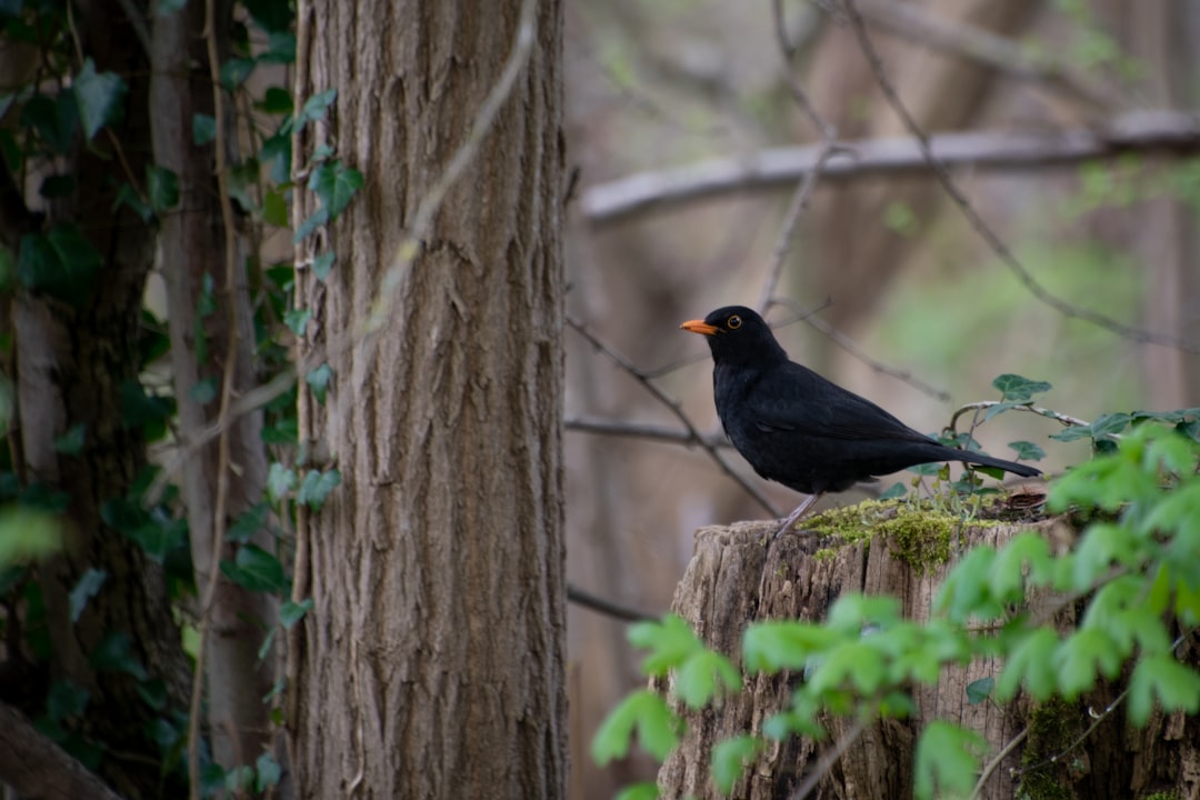 Photo Birds in forest