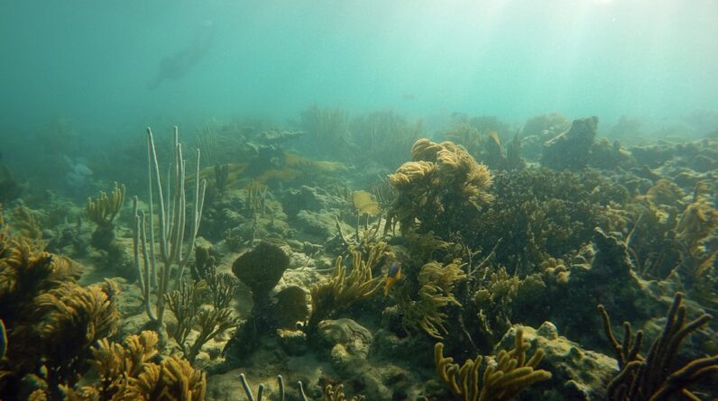 Photo Underwater life