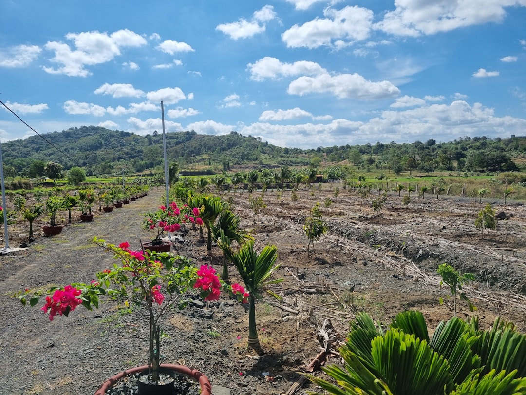 Photo Reforestation Project