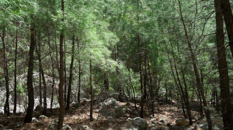 Photo Algorithmic Forest