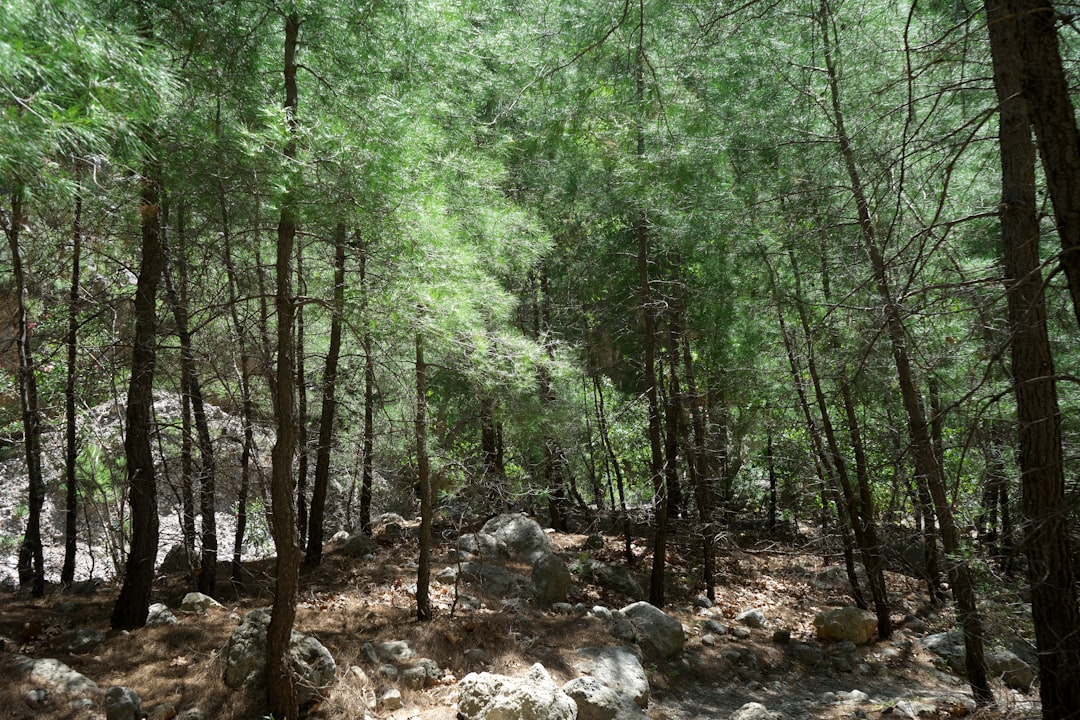 Photo Algorithmic Forest