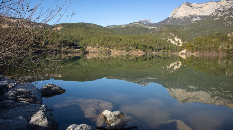Photo Underwater forest