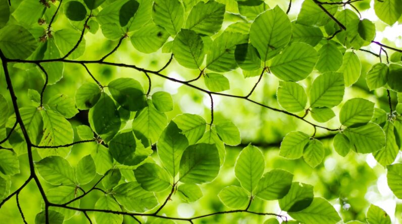 Photo Tree planting