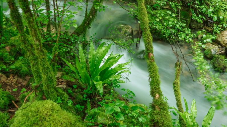 Photo Underwater forest