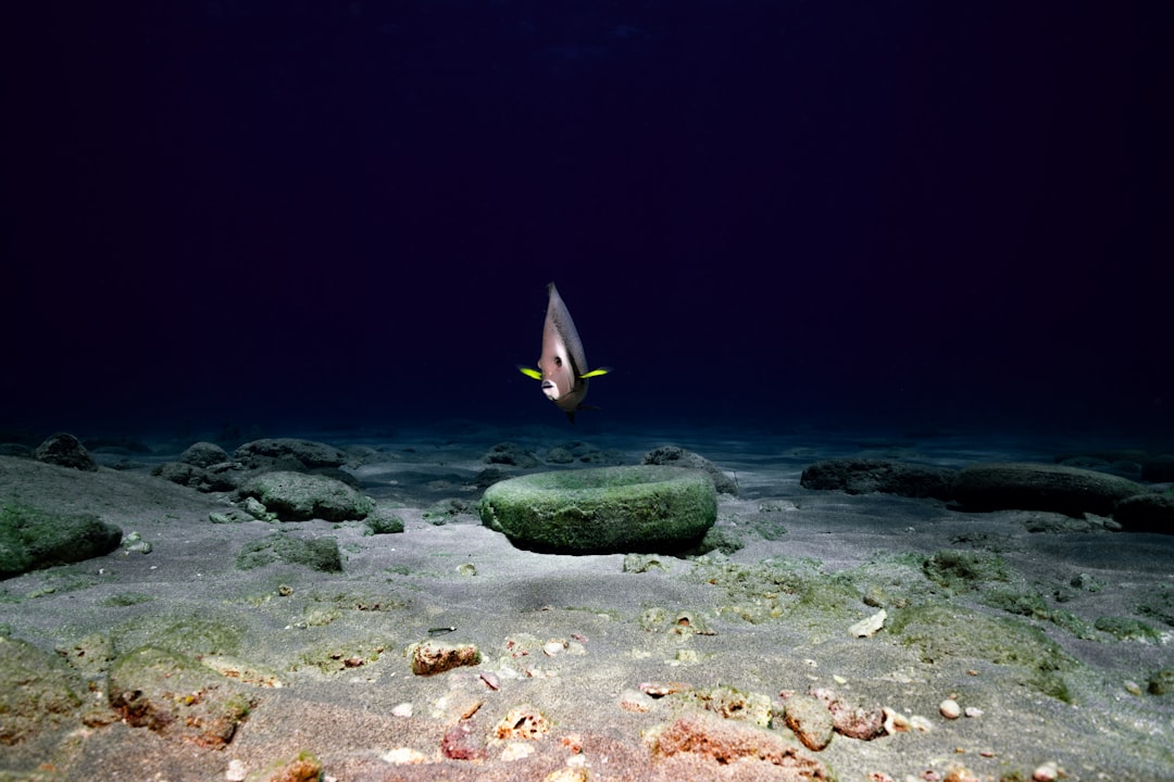 Photo Underwater coral reef