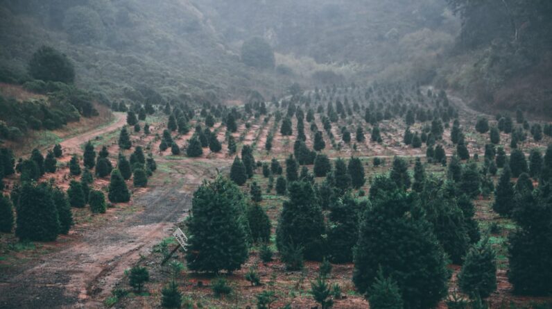 Photo Tree plantation