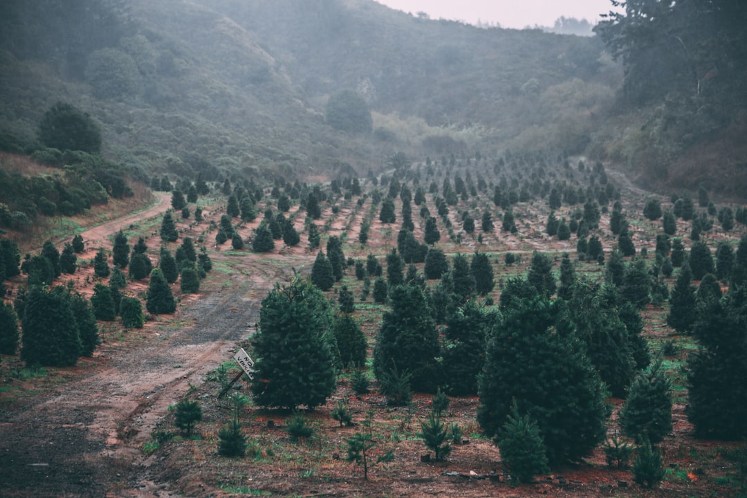 Photo Tree plantation