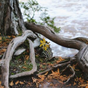 Photo Tree roots