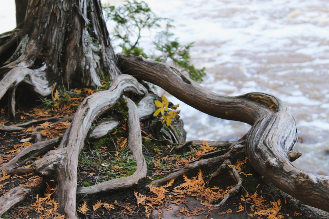 Photo Tree roots
