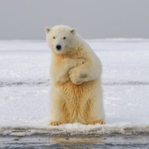Photo Polar bear