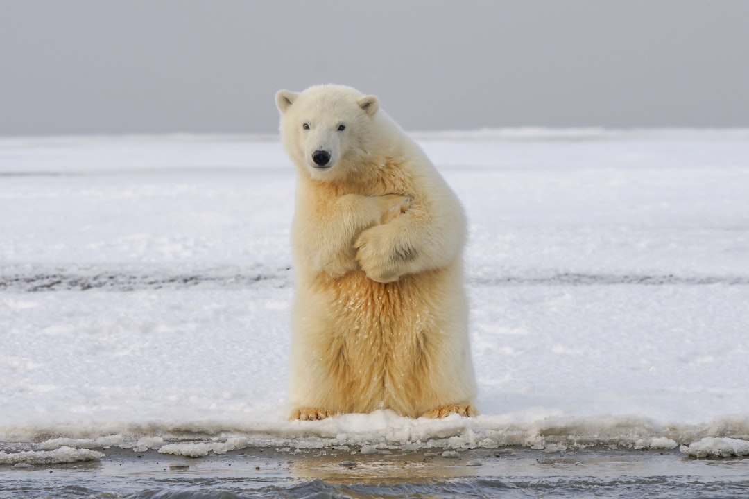 Photo Polar bear