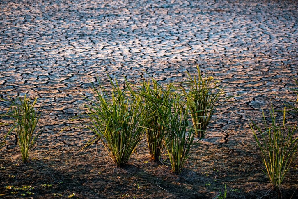 Photo Drought-resistant crops