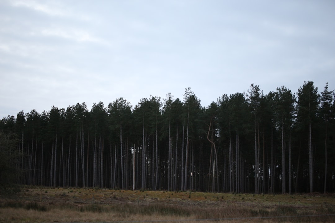 Photo Reforestation campaign