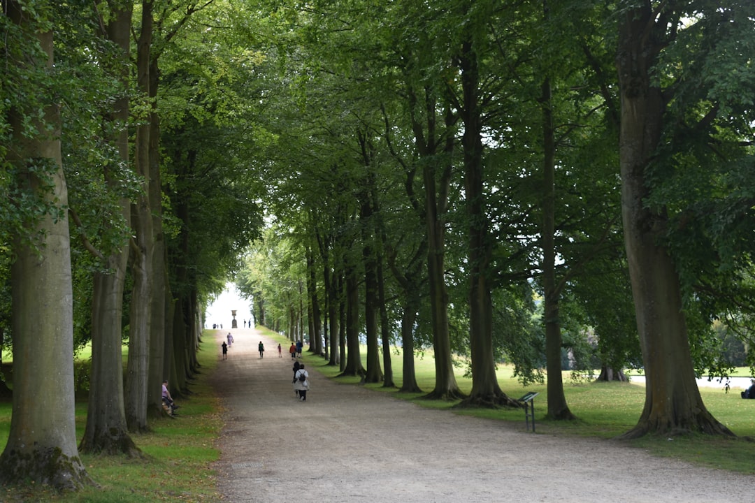 Photo Forest Canopy