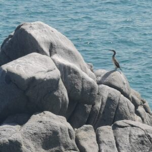 Photo Underwater life