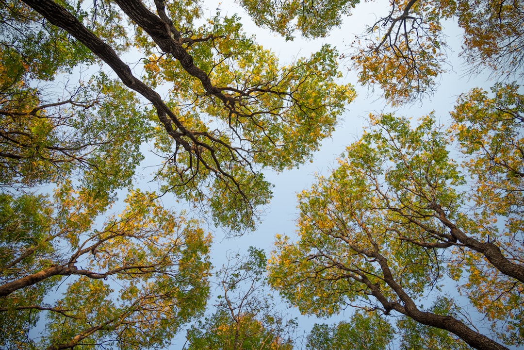 Photo Forest canopy