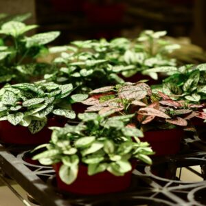 Photo Native seedlings