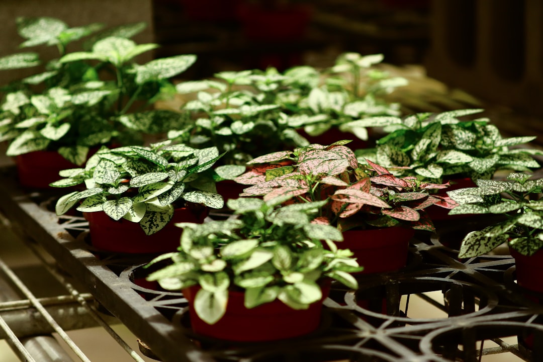 Photo Native seedlings