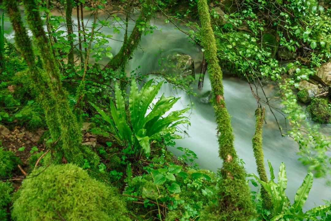 Photo Underwater forest