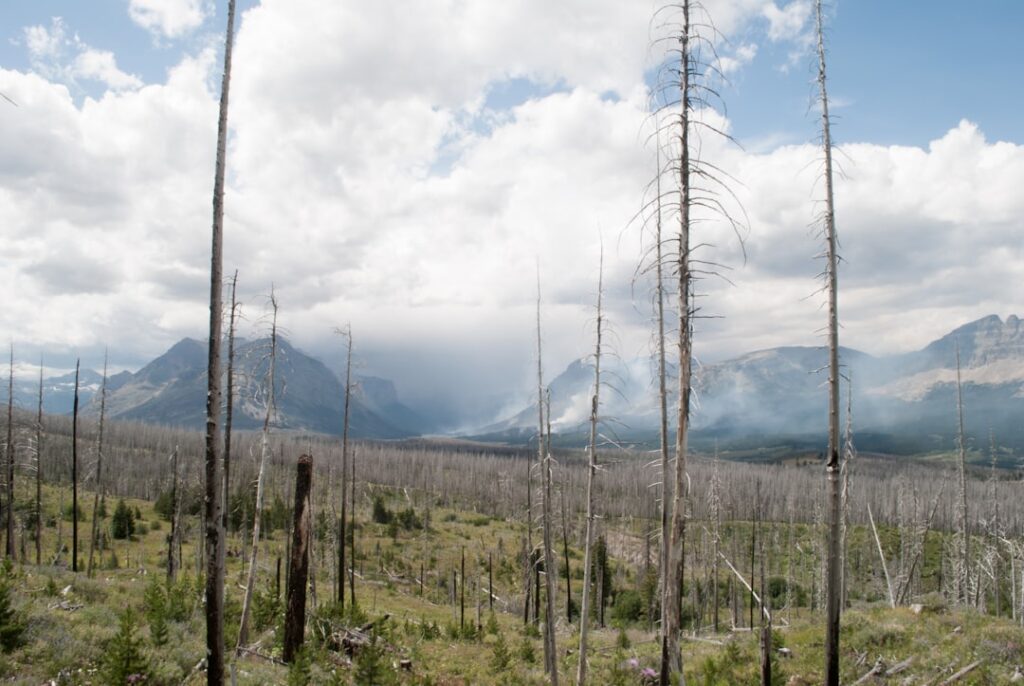 Photo Burning trees