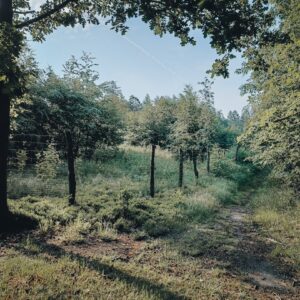 Photo Forest regeneration