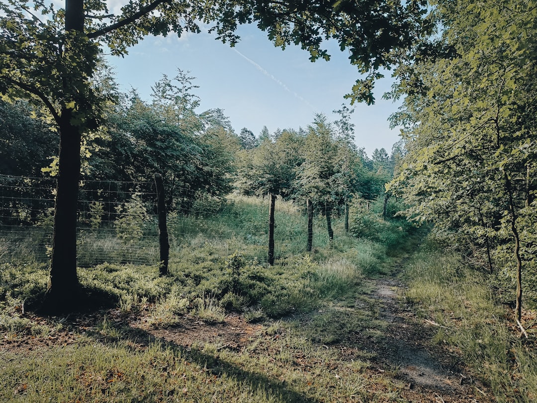 Photo Forest regeneration